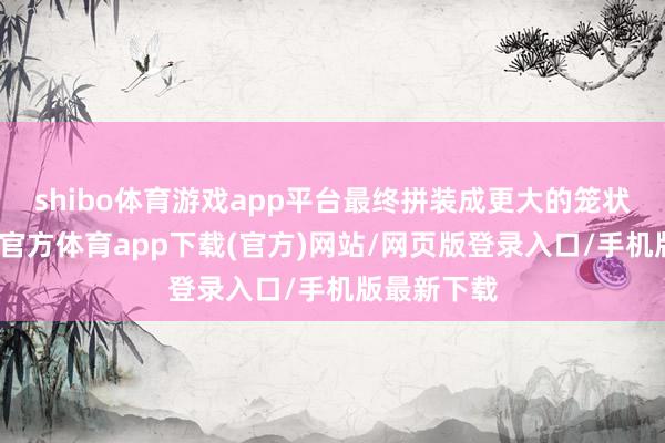 shibo体育游戏app平台最终拼装成更大的笼状结构-世博官方体育app下载(官方)网站/网页版登录入口/手机版最新下载